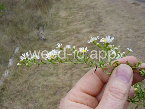 aster, white prairie